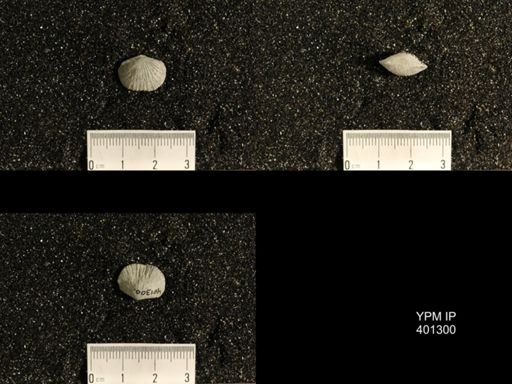 Plectorthis plicatella