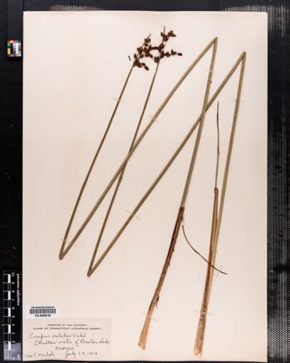 Scirpus validus