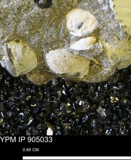 undet. Bivalvia