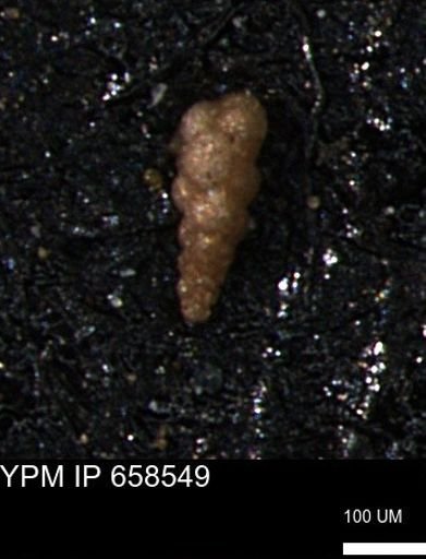 Verneuilinoides kansasensis