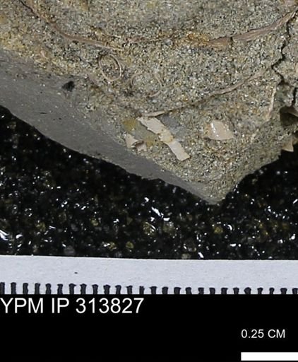 undet. Bivalvia