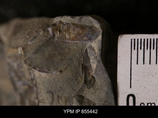 Baculites sp.