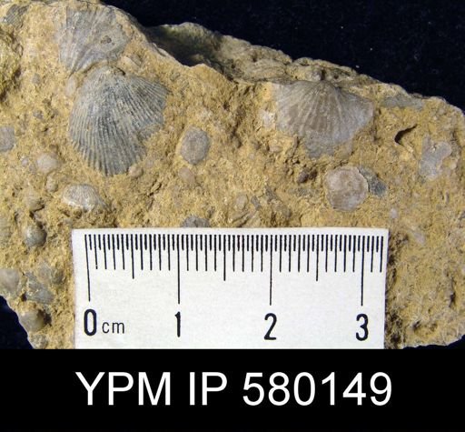 undet. Atrypida