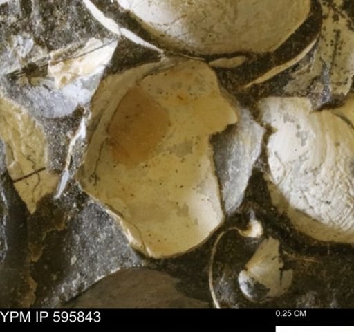 Protocardia sp.