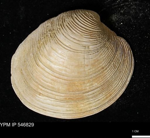Venus mercenaria antiqua