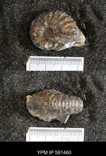 Hoploscaphites