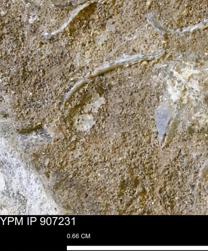 undet. Bivalvia