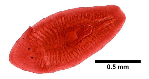 Bdelloura
