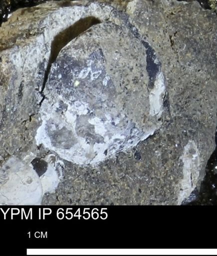 undet. Bivalvia