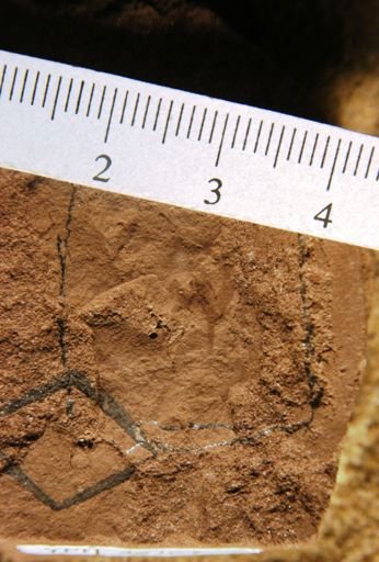 Antholithes sp.