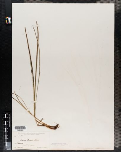 Carex geyeri