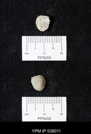Plicatula dentonensis