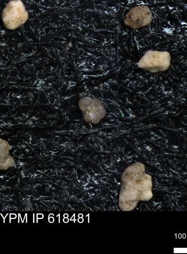 undet. Foraminiferida