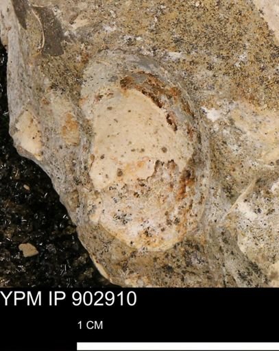 undet. Mollusca