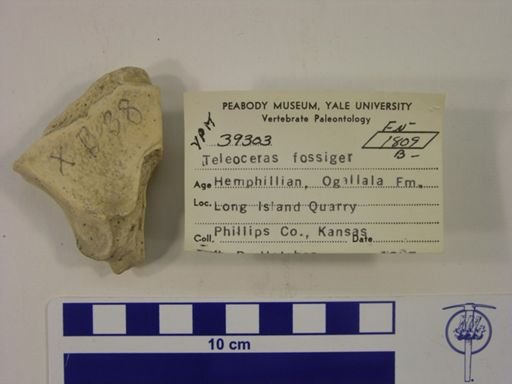 Teleoceras fossiger