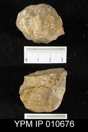 Productus semistriatus