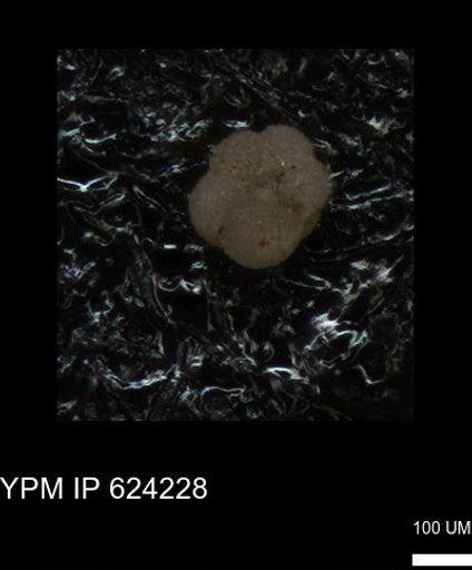 undet. Foraminiferida
