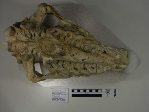 Menoceras arikarense