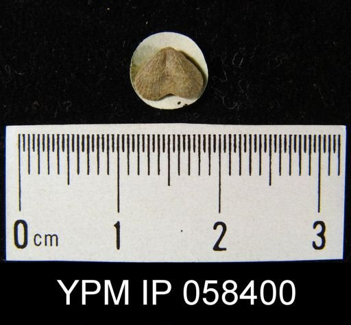 Bilobites varicus