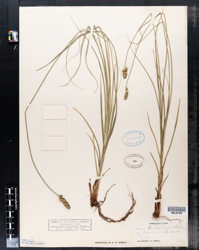 Carex muehlenbergii