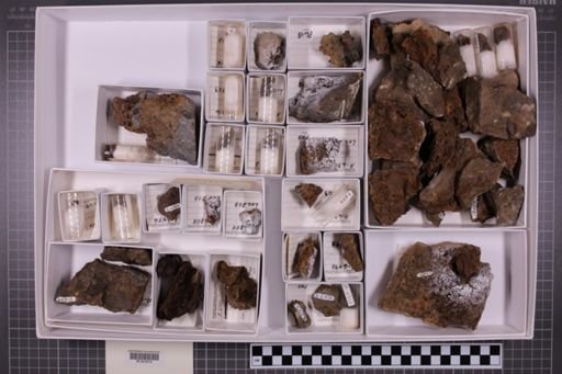 mixed taxa, stratigraphic collection