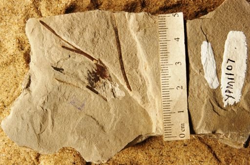 Equisetites fertilis
