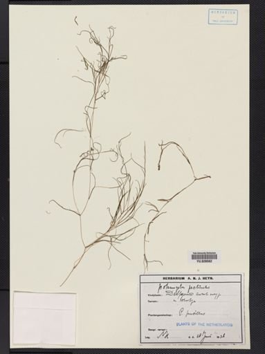 Potamogeton pectinatus