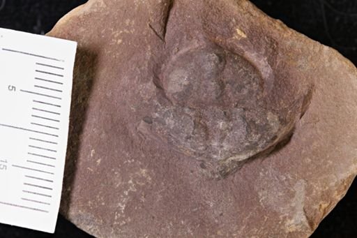 Euproops danae