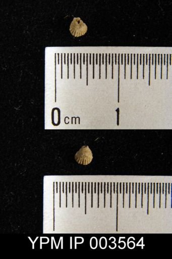 Athyris mantiae