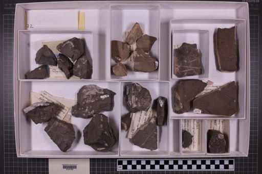 mixed taxa, stratigraphic collection