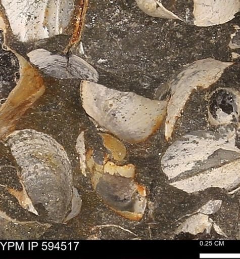 Protocardia sp.