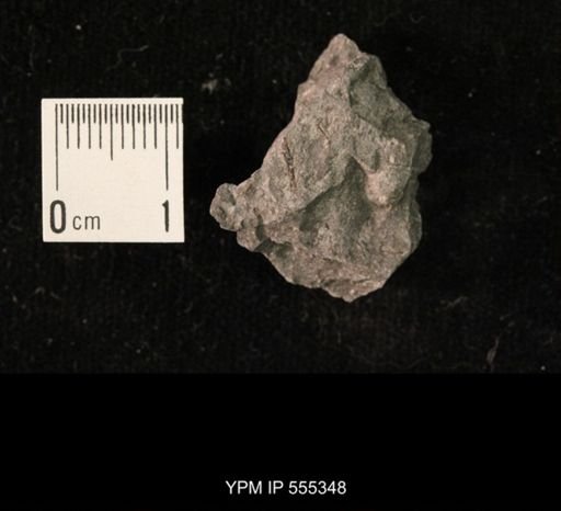Ambocoelia planoconvexa