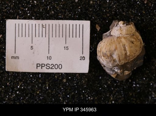 undet. Gastropoda