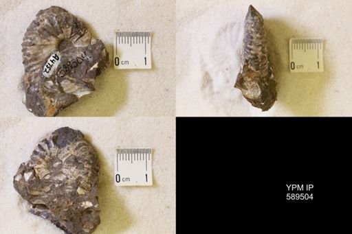undet. Scaphitidae