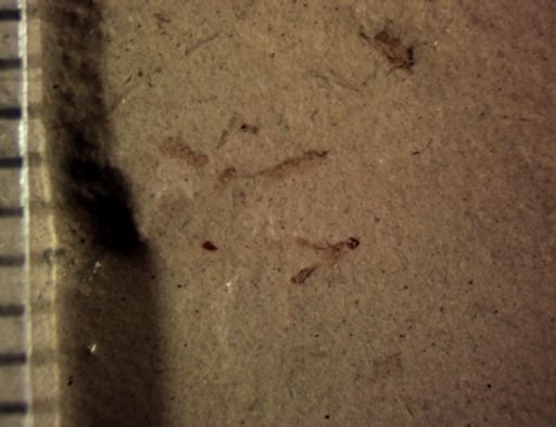 undet. Diptera