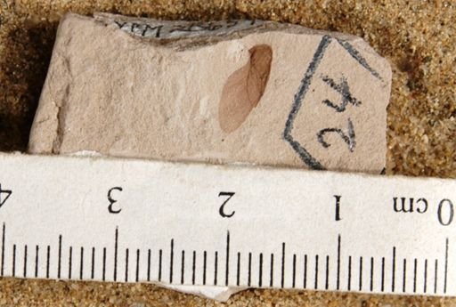 Cedrela pteraformis