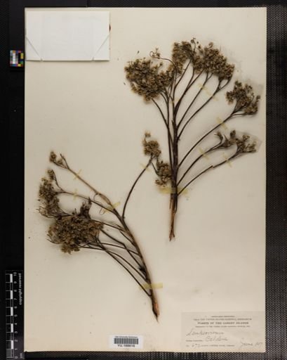 Plantae