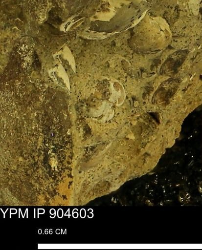 undet. Bivalvia