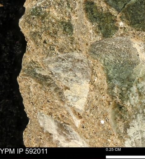undet. Bivalvia