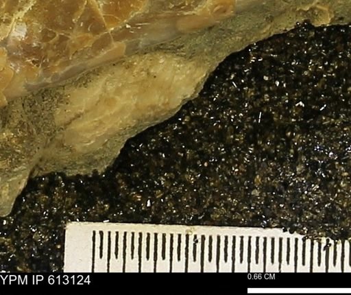 undet. Mollusca