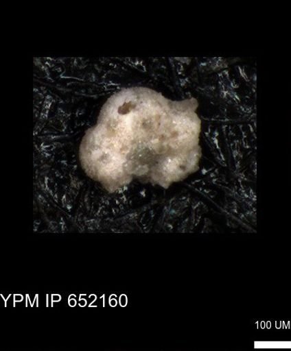 undet. Foraminiferida