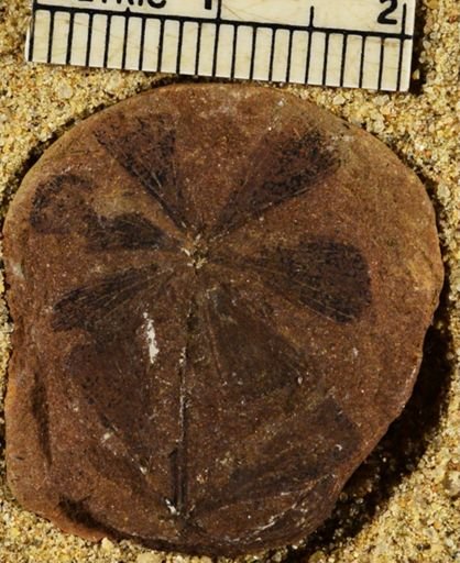 Sphenophyllum sp.