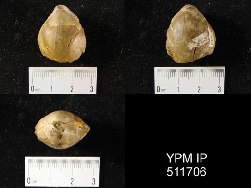 Coenothyris sp.