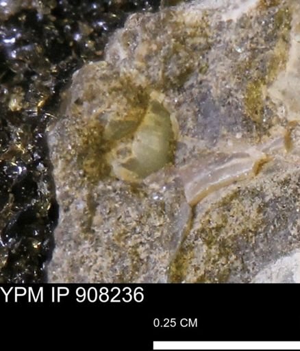 undet. Mollusca