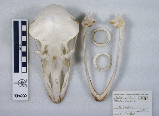 Struthio camelus