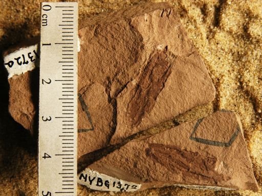 Coniferites sp.