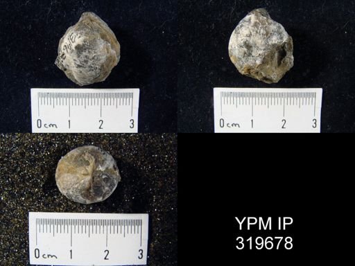 Composita ozarkana