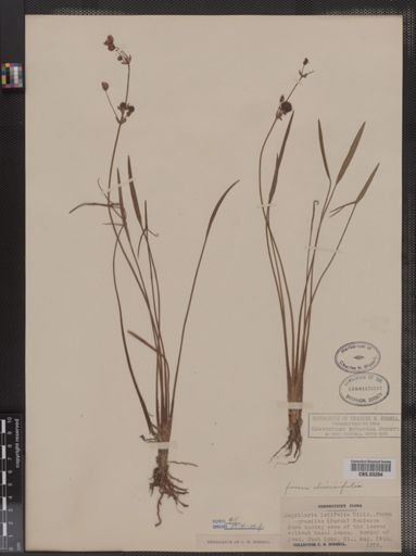 Sagittaria latifolia f. diversifolia