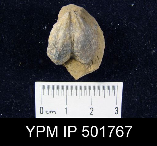 Spirifer (Neospirifer) texanus