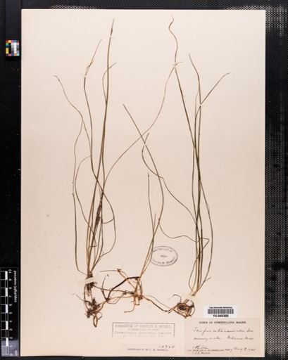 Scirpus subterminalis